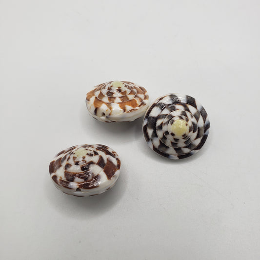 Medium White and Brown Round Spirel Shell